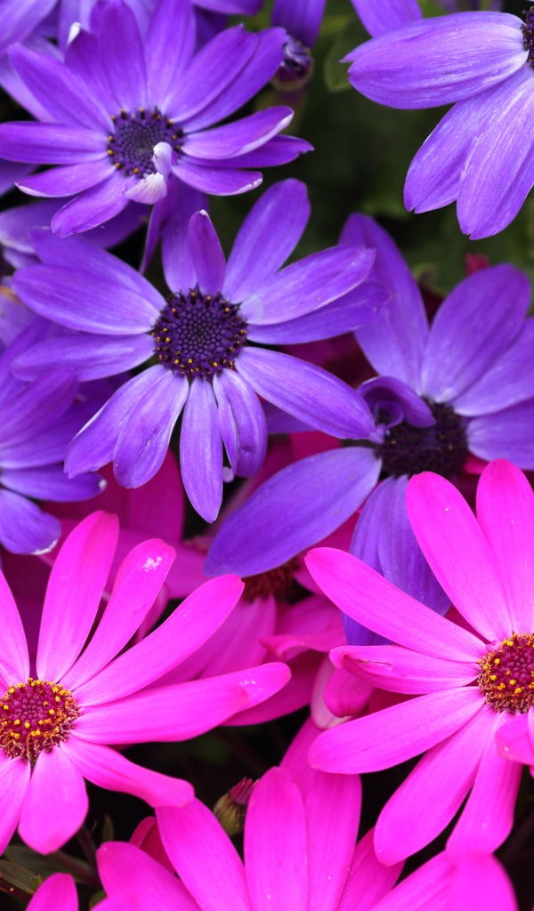 Розовые и фиолетовые цветы остеоспермум