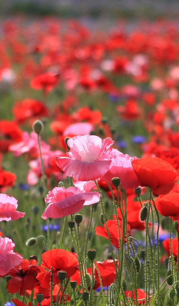 Розовые и красные цветы мака в поле летом