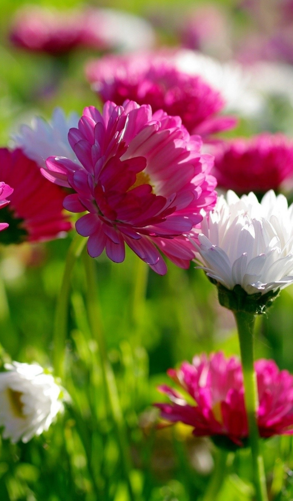 Розовые и белые маргаритки  в лучах солнца 