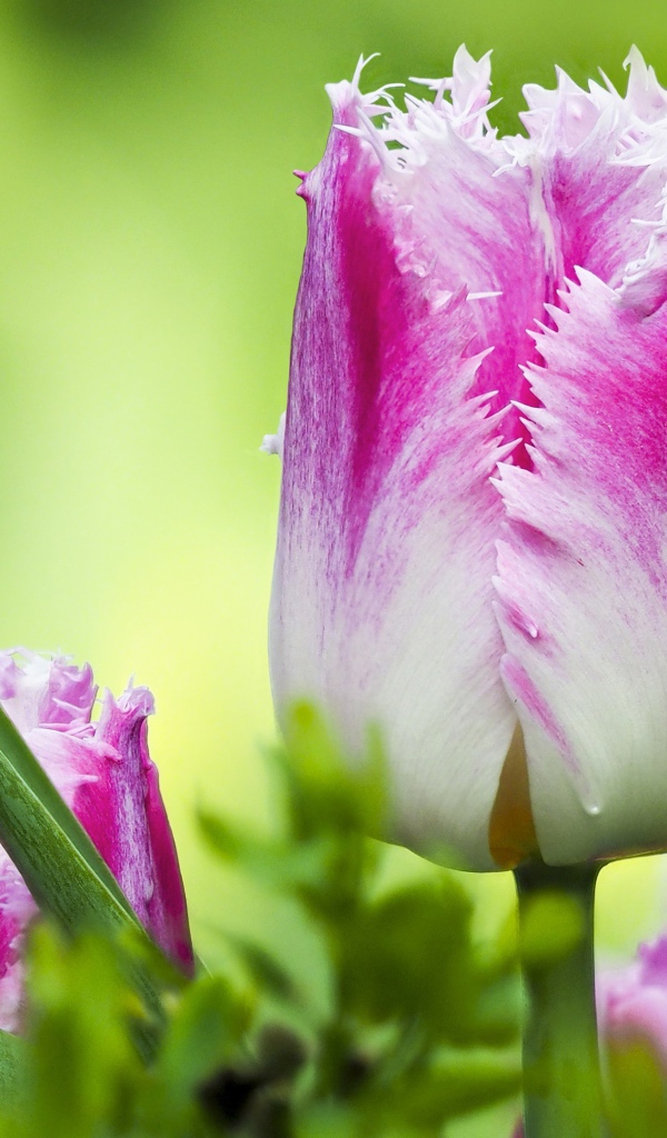 Розовый с белым тюльпан с волнистыми лепестками крупным планом