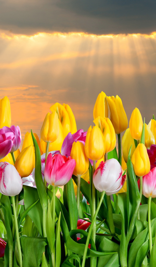 Розовые и желтые тюльпаны в лучах солнца 