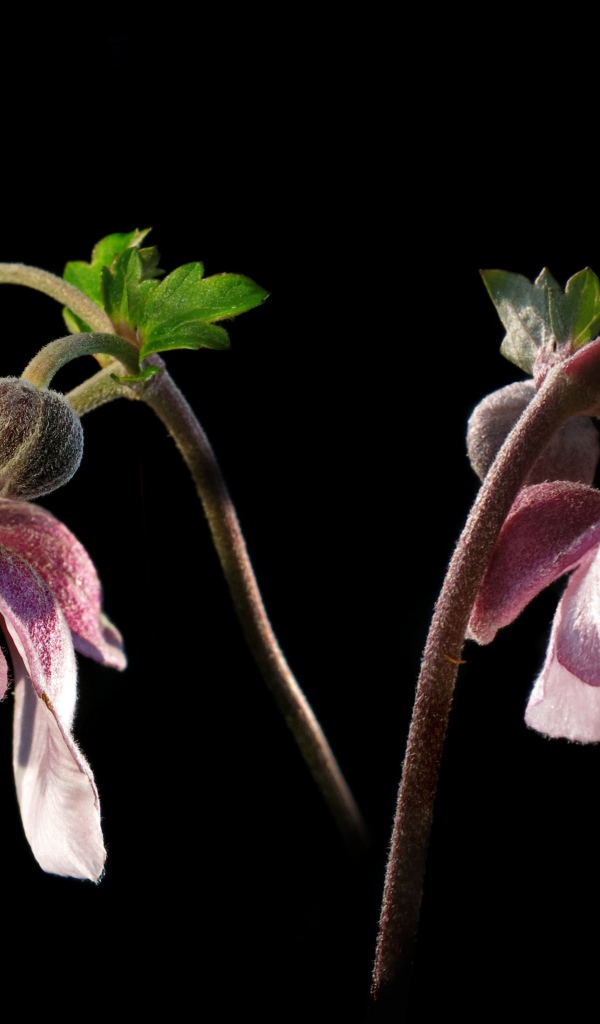 Розовые цветы анемоны с бутонами на черном фоне