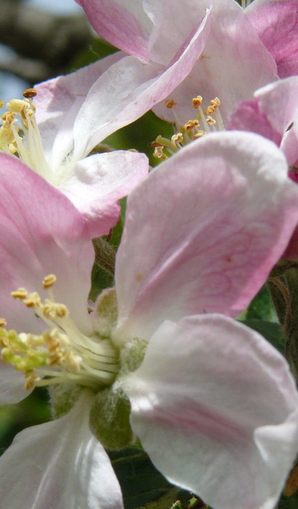 Розовые цветы яблони крупным планом