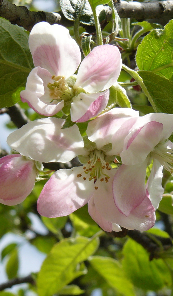 Розовые цветы яблони в зеленых листьях на дереве 