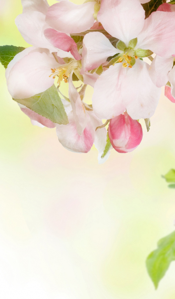 Розовые цветы яблони на ветках с зелеными листьями 