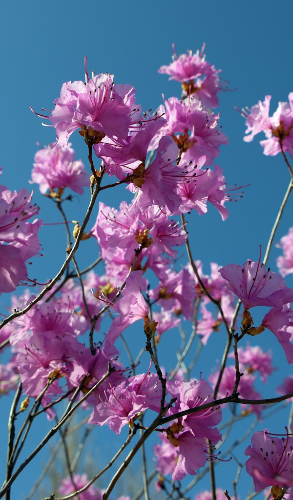 Розовые цветы азалия на ветках дерева на фоне голубого неба