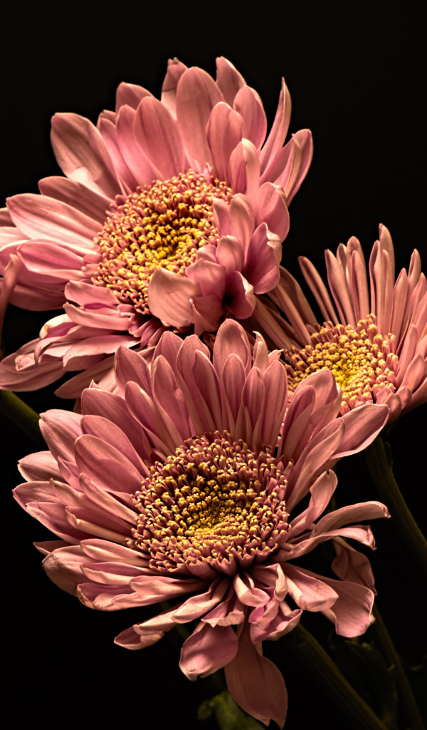 Розовые красивые хризантемы на черном фоне