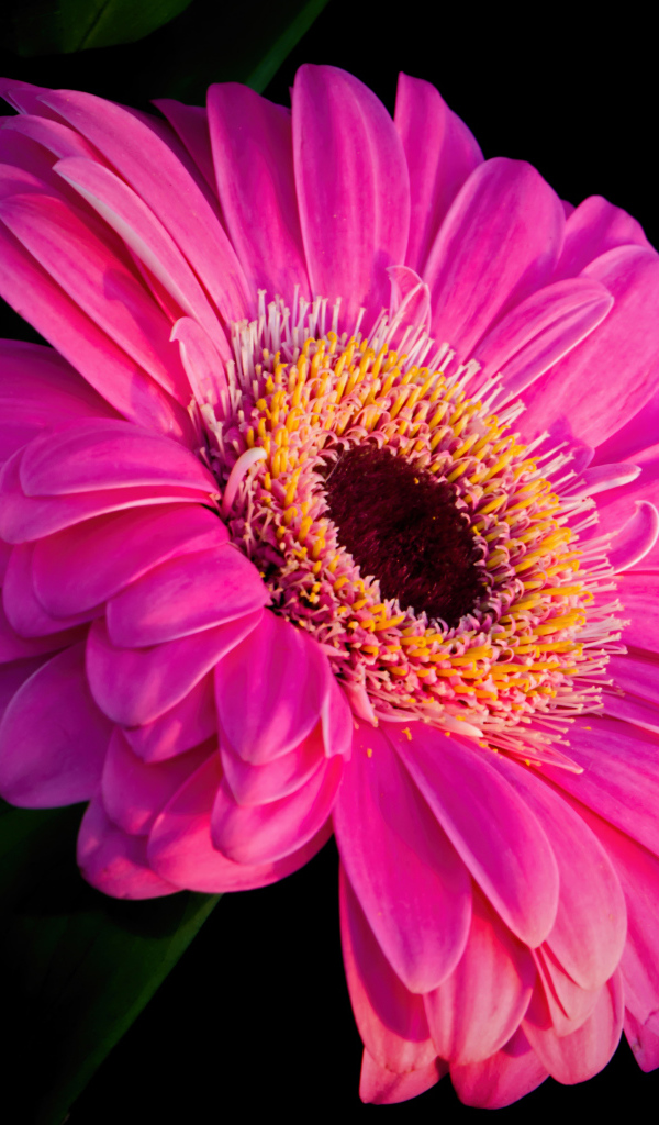 Розовый красивый цветок герберы на черном фоне