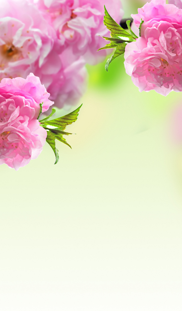 Розовые красивые цветы луизеания крупным планом