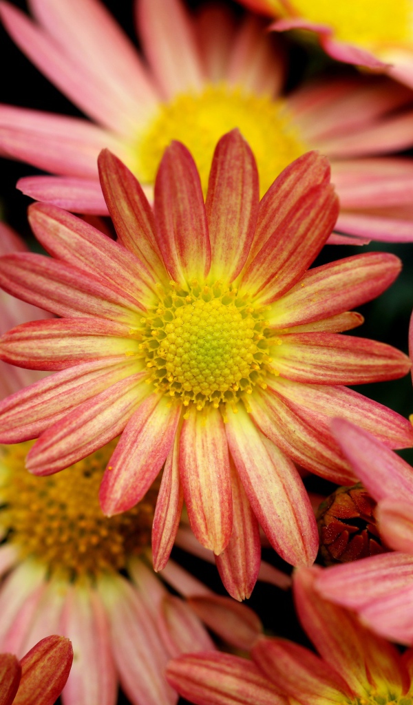 Розовые ромашковидные хризантемы крупным планом