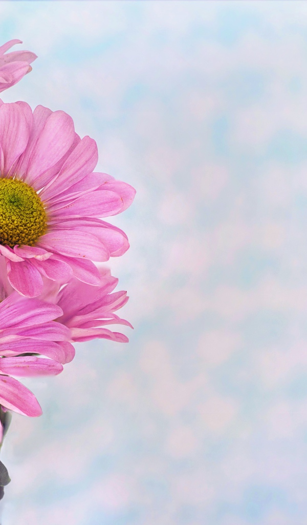 Розовые ромашковидные хризантемы на голубом фоне