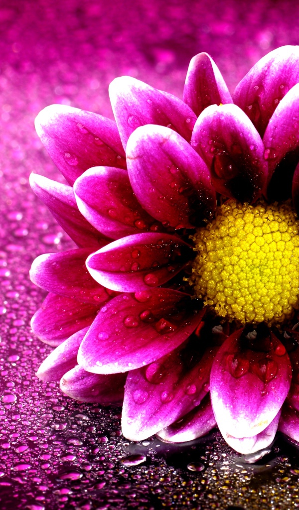 Розовый цветок хризантемы на розовом фоне