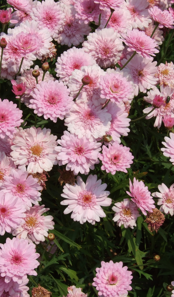 Розовые цветы хризантемы на клумбе крупным планом