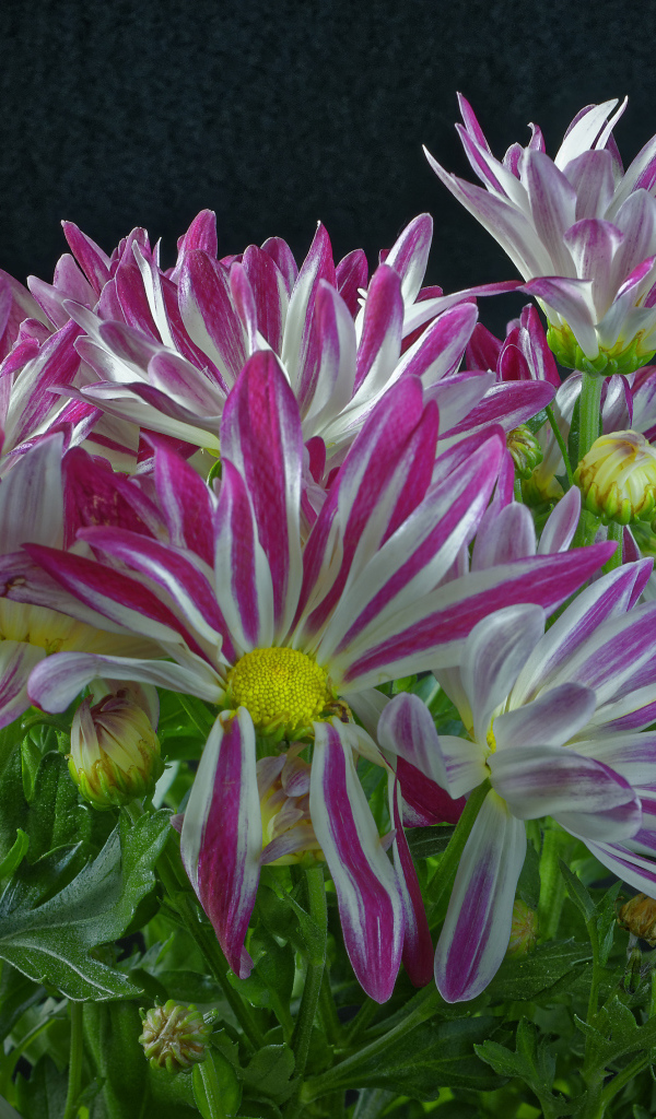 Розовые цветы хризантем с зелеными листьями на черном фоне