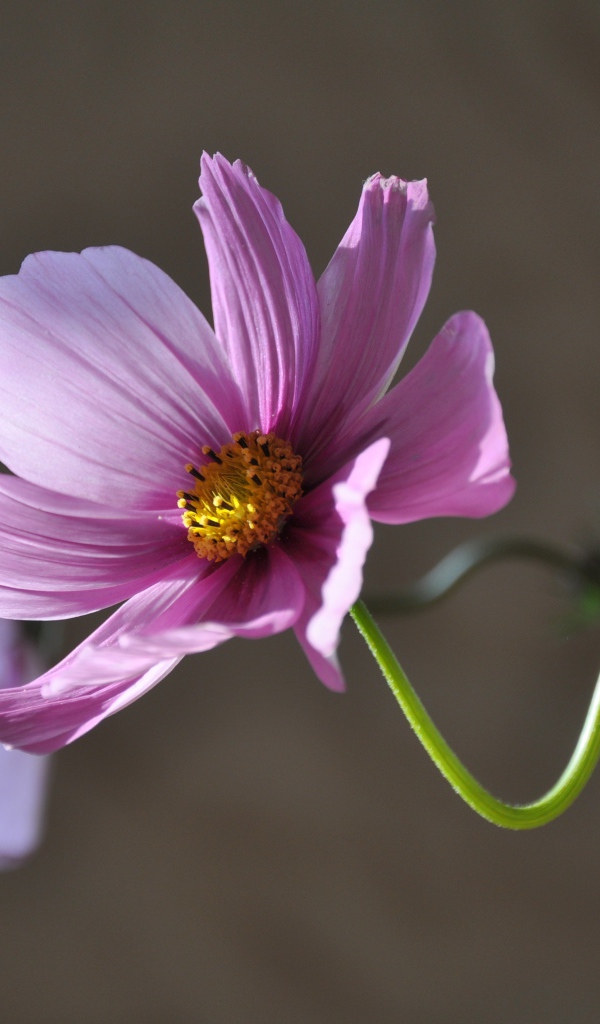 Розовый цветок космея в лучах солнца крупным планом