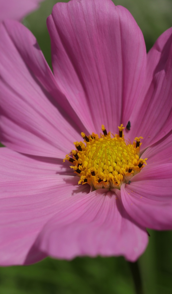 Розовый цветок космеи крупным планом