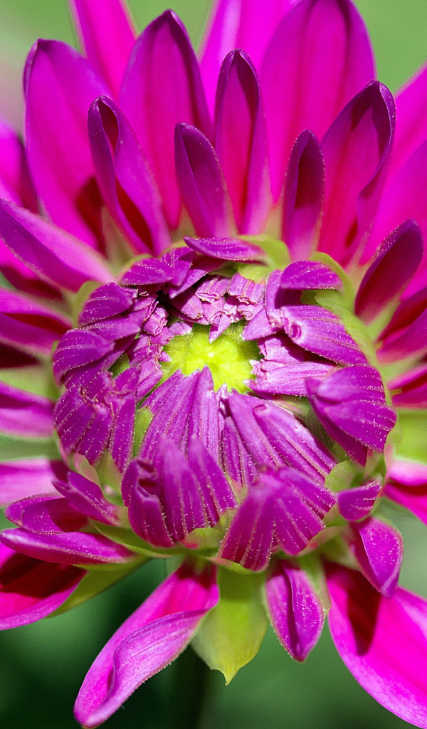 Розовый цветок георгины распускается 