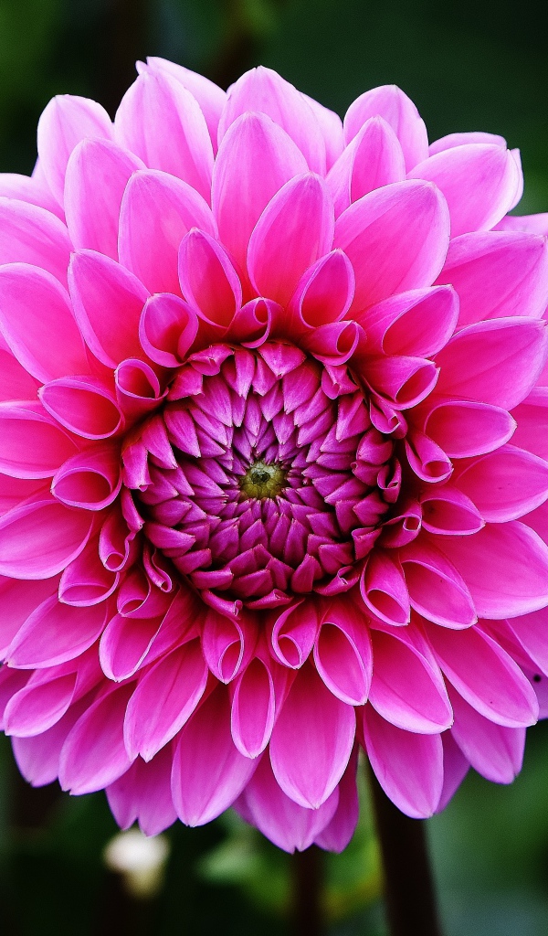 Розовый цветок георгины крупным планом