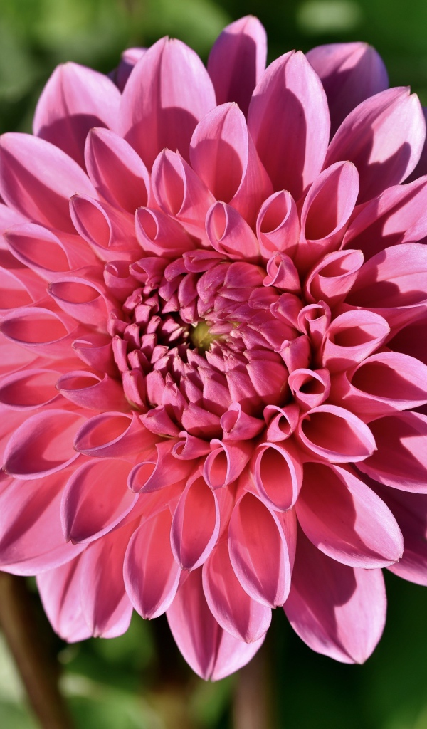 Розовый цветок георгины в лучах солнца на клумбе