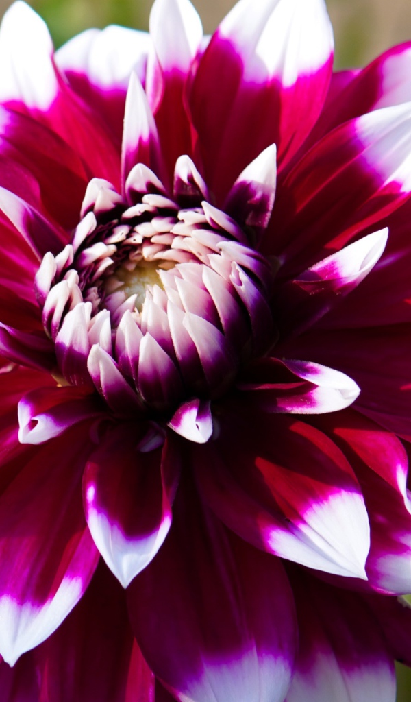 Розовая георгина с белыми лепестками крупным планом