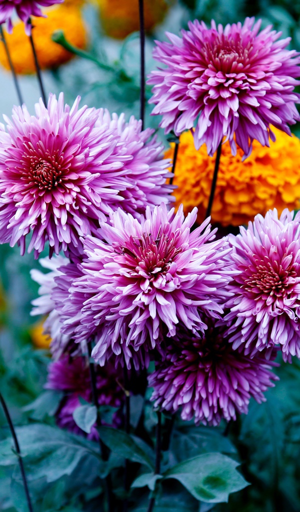 Розовые георгины с бархатцами на клумбе 