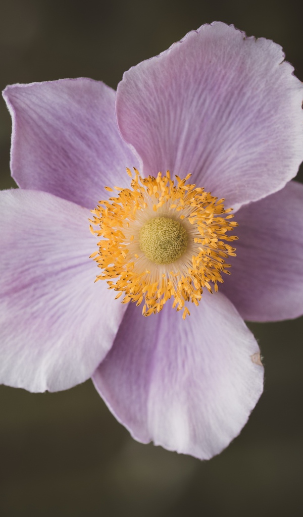 Розовый нежный цветок анемона крупным планом