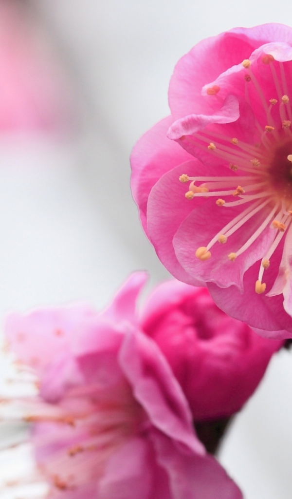 Розовый нежный цветок крупным планом