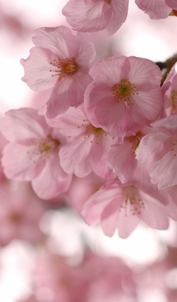 Розовые нежные цветы на ветке весной 