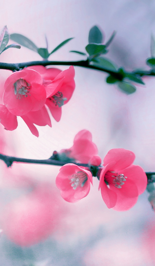 Розовые нежные цветы с зелеными листьями на ветке 