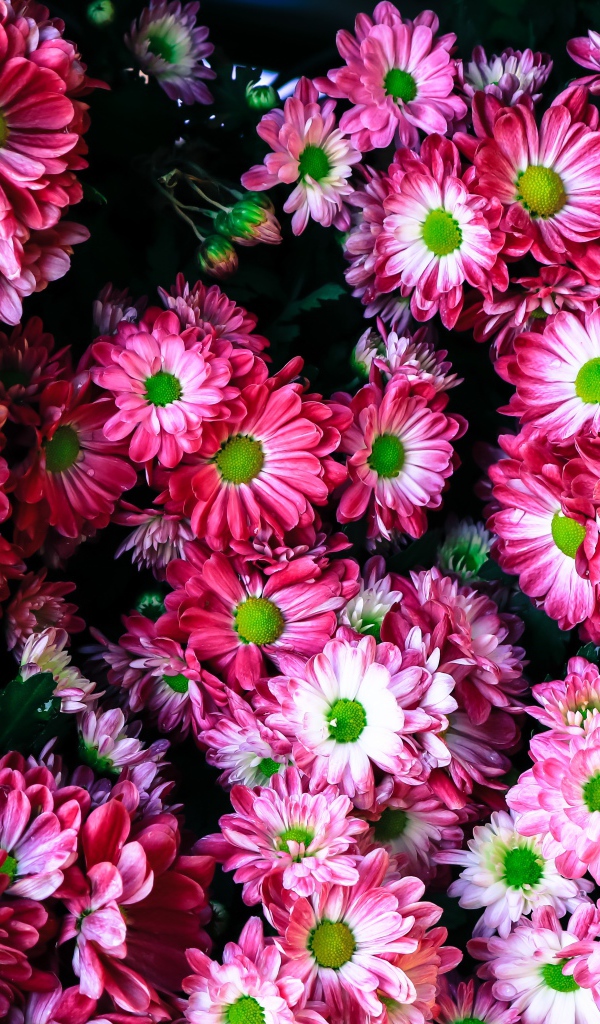 Розовые нежные садовые хризантемы крупным планом