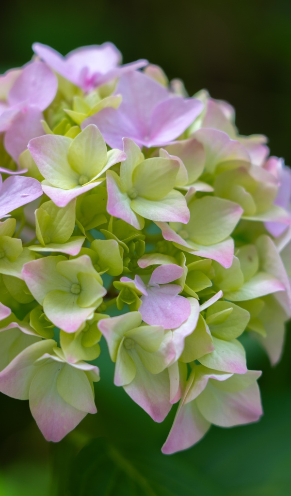 Розовые нежные цветы гортензии в зеленых листьях 