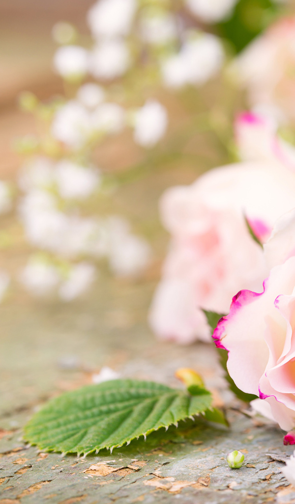 Розовый цветок нежной розы на столе 