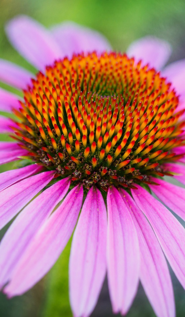 Розовый цветок эхинацеи с оранжевой серединкой
