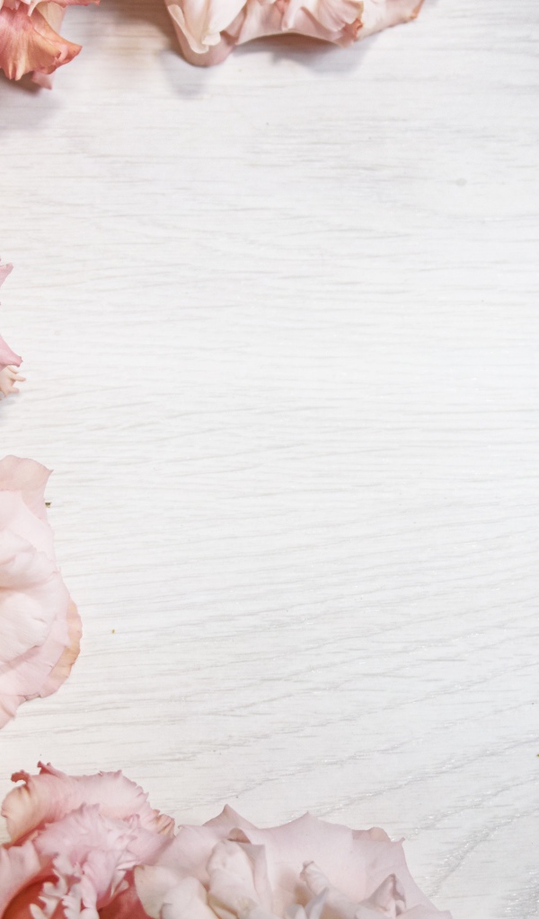 Розовые цветы эустомы на шаблоне для открытки 