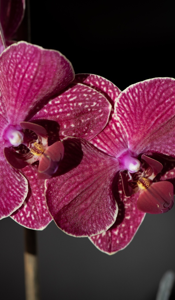 Розовые экзотические орхидеи крупным планом