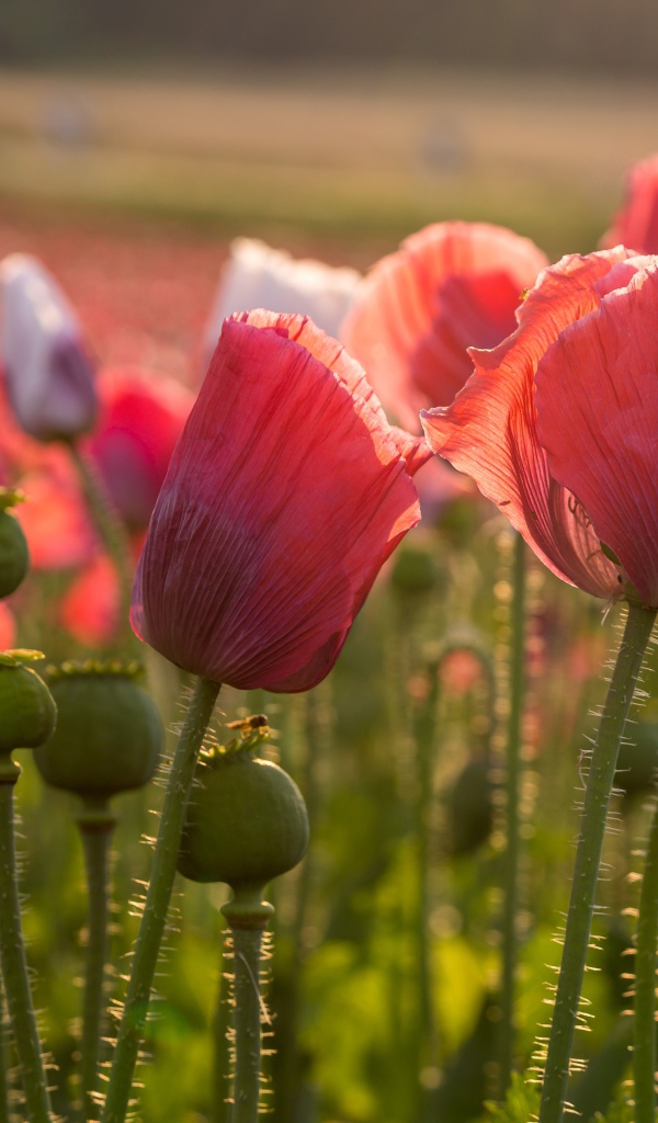 Розовые полевые маки с бутонами в лучах солнца 