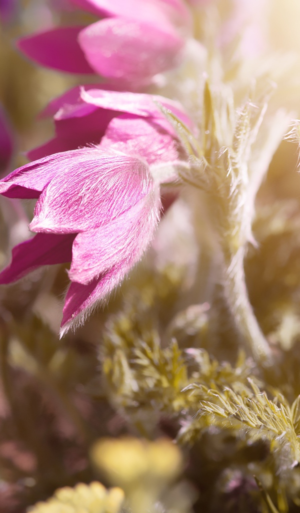 Розовые цветы прострел в поле в лучах солнца