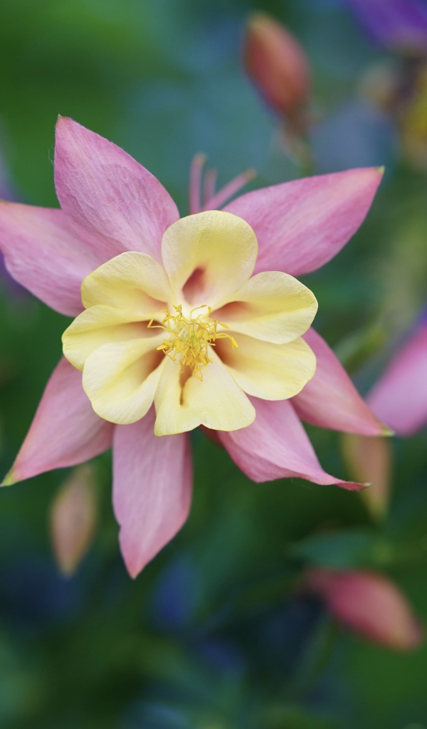 Розовые цветы водосбор крупным планом