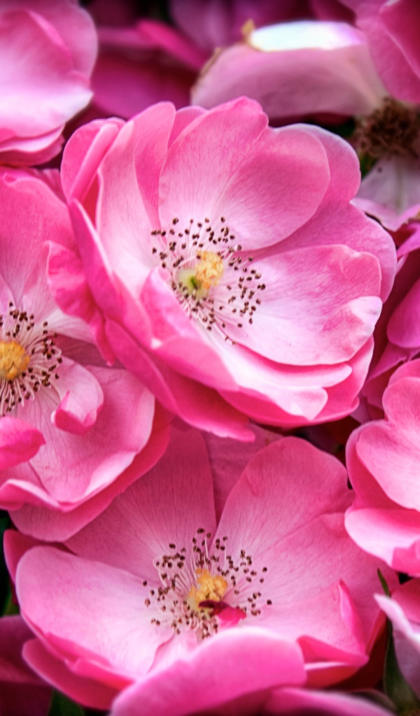 Розовые цветы парковой розы крупным планом