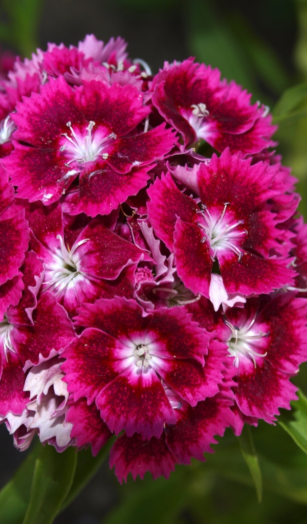 Розовые цветы садовой гвоздики на клумбе 