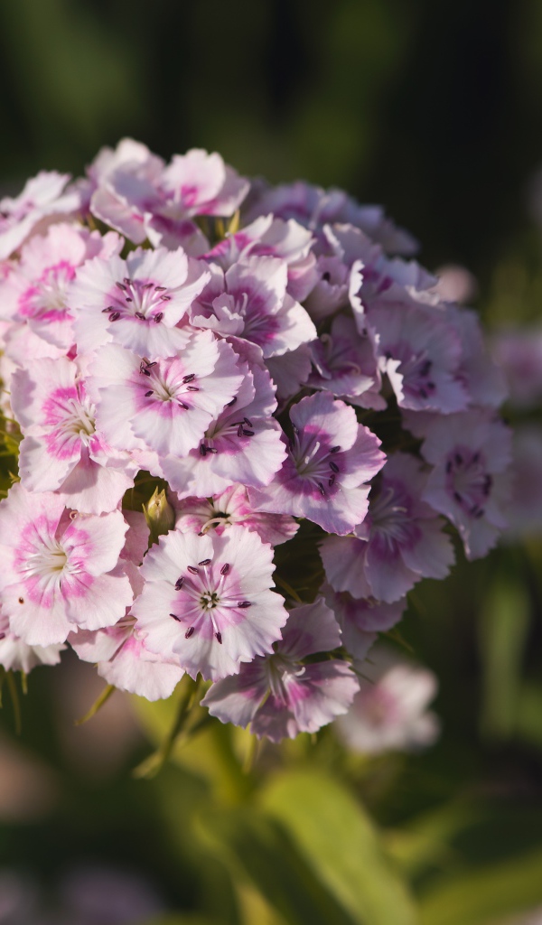 Розовые цветы розовой гвоздики в лучах солнца 
