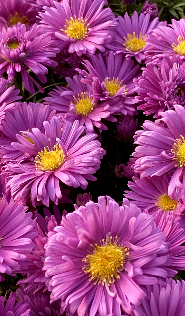 Розовые цветы сентябринки крупным планом