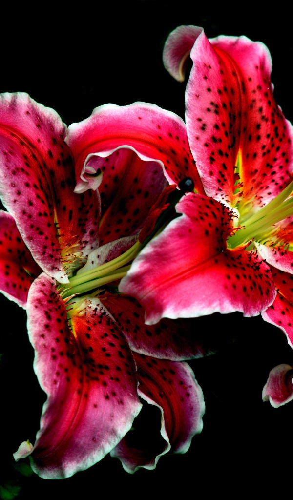 Розовые цветы тигровой лилии крупным планом на черном фоне