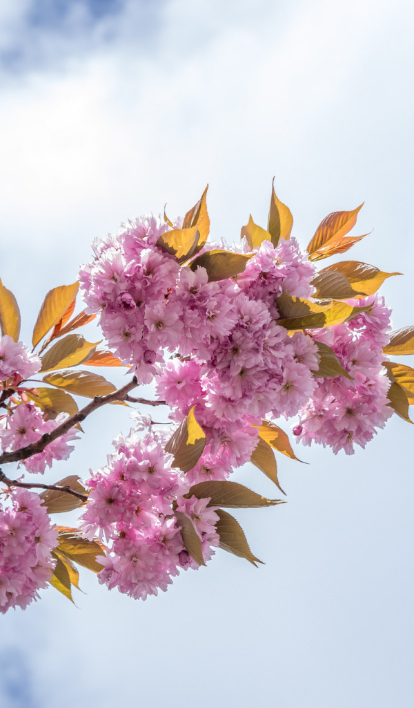 Розовые цветы на ветке на фоне неба с белыми облаками
