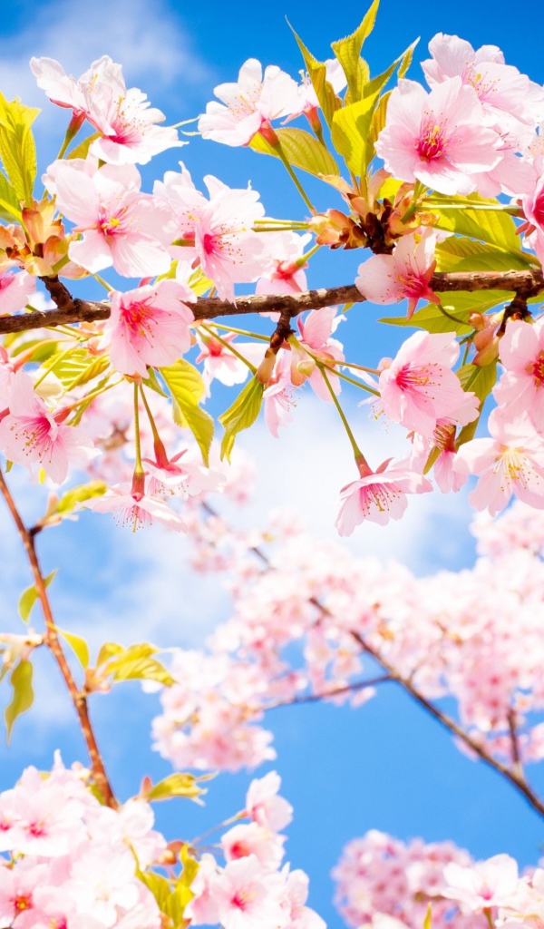 Розовые цветы на ветке с зелеными листьями в лучах солнца