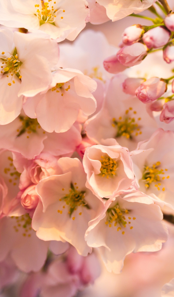 Розовые цветы на весеннем дереве 