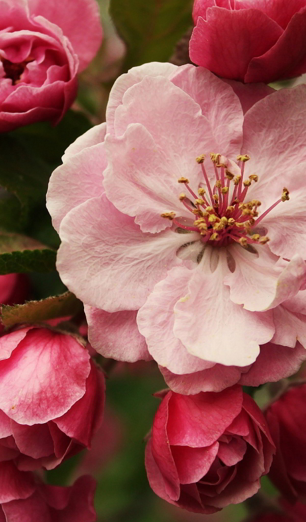 Розовые цветы на ветке дерева крупным планом