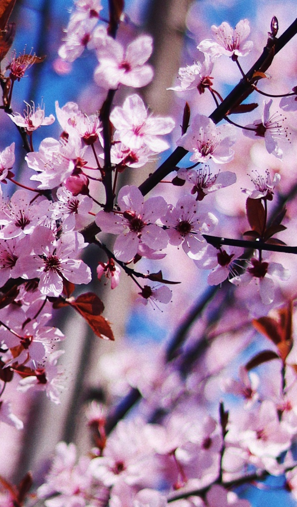 Розовые цветы на дереве весной 