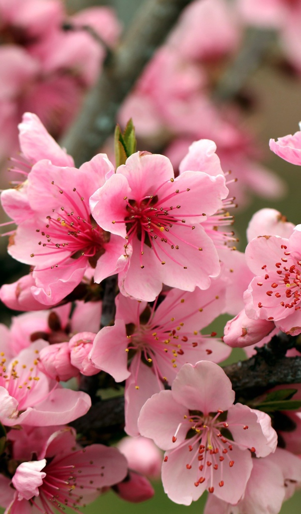 Розовые цветы на ветках дерева 