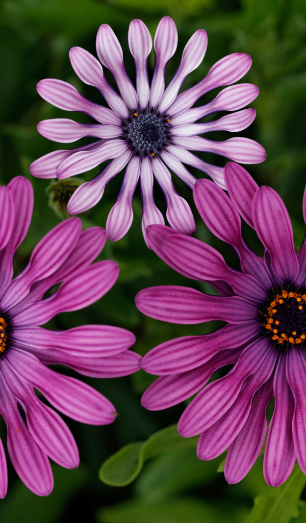 Розовые цветы остеоспермум крупным планом 